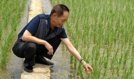 吃瓜爆料袁隆平是真的吗,吃瓜爆料背后的真实故事